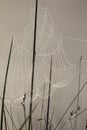 Spiderwebs draped over reeds in the early morning light