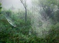 Spiderwebs on a Foggy Morning Royalty Free Stock Photo