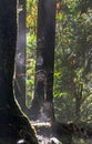 Spiderwebs in the forest during Spring