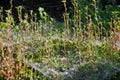 Spiderwebs in the garden