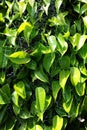 Spiderwebs on green leaves