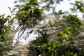 Spiderwebs on a tree in the sun