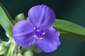 Spiderwort