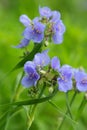 Spiderwort in bloom Royalty Free Stock Photo