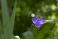 Spiderwort blue flowers