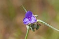 A Spiderwort Flower Glwoing in Purple