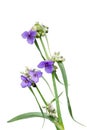 Spiderwort flower