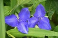 Spiderwort