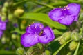 Spiderwort plant with ladybug