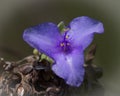 Spiderwort Wild Flower