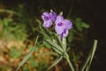 Spiderwort, a wild purple dune flower, growing along a path in Indiana Dunes State Park