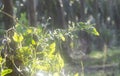 Spidery cobweb scenery at the meadow