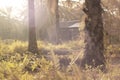 spidery cobweb scenery at the meadow