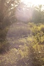 spidery cobweb scenery at the meadow