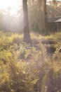 spidery cobweb scenery at the meadow