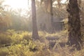 spidery cobweb scenery at the meadow