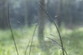 Spidery cobweb scenery at the meadow Royalty Free Stock Photo