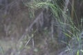 Spidery cobweb scenery at the meadow