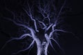 Spidery winter tree spotlighted from beneath giving it a spooky Royalty Free Stock Photo