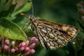 Large Chequered Skipper Butterfly Spiegeldikkopje