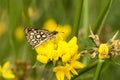 Spiegeldikkopje, Large Chequered Skipper, Heteropterus morpheus