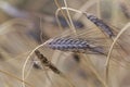 Spike of black emmer wheat Triticum dicoccon var. atratum