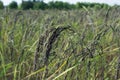 Spike Black rice falm ,rice,cornfield,paddy,ear of paddy Royalty Free Stock Photo