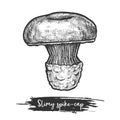 Spike-cap or slimy spike cap sketch. Mushroom Royalty Free Stock Photo