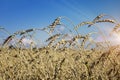 Spike closeup on background of wheat field