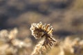 Spike Of The Dry Desert Plant
