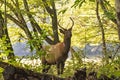 A spike elk among yellow leaves in fall. Royalty Free Stock Photo