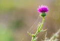 A spike with a flower in a forest in a web