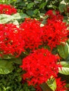 Spike flower red colorflue