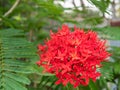 Spike flower, red flower spike and green leaves. spike flower