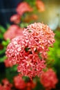 Spike flower red in nature