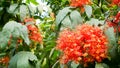 Spike flowers with green leaves