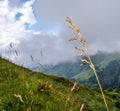 Spike in the foreground and grass and meadow covered with clouds