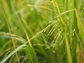 Spike green paddy rice in the field plant, Jasmine rice on blurred of nature background