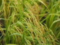 Spike green paddy rice in the field plant, Jasmine rice on blurred of nature background