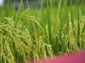 Spike green paddy rice in the field plant, Jasmine rice on blurred of nature background