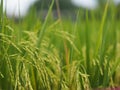 Spike green paddy rice in the field plant, Jasmine rice on blurred of nature background