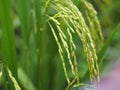 Spike green paddy rice in the field plant, Jasmine rice on blurred of nature background