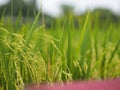 Spike green paddy rice in the field plant, Jasmine rice on blurred of nature background