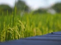 Spike green paddy rice in the field plant, Jasmine rice on blurred of nature background