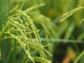 Spike green paddy rice in the field plant, Jasmine rice on blurred of nature background