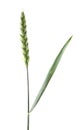 Spike of green wheat isolated on white background Royalty Free Stock Photo