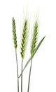 Spike of green wheat isolated on white background Royalty Free Stock Photo