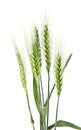 Spike of green wheat isolated on white background Royalty Free Stock Photo