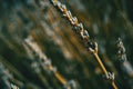 Spike of lavandula in a lavender field