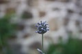 Spike lavender or Portuguese lavender, broadleaved lavender (Lavandula latifolia) flower close-up